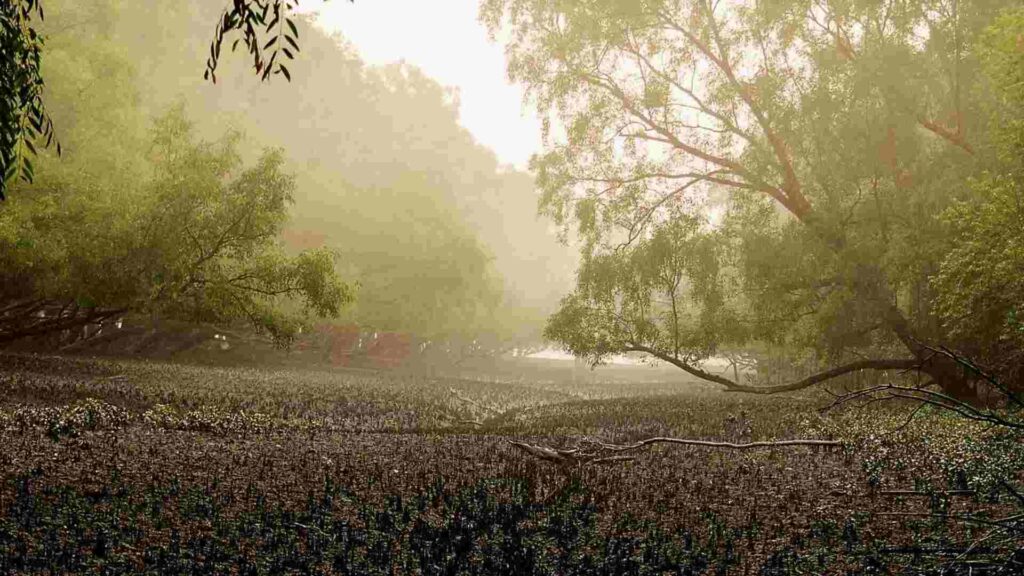 Sundarban tour